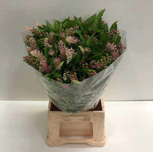 Phytolacca americana.jpg